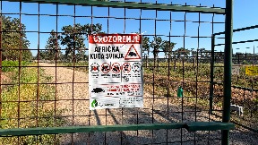 Eutanazirana 36.101 svinja
